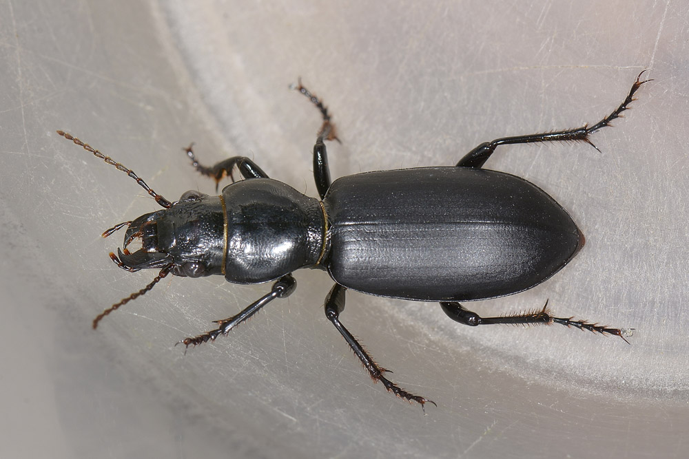 Broscus cephalotes (Carabidae)